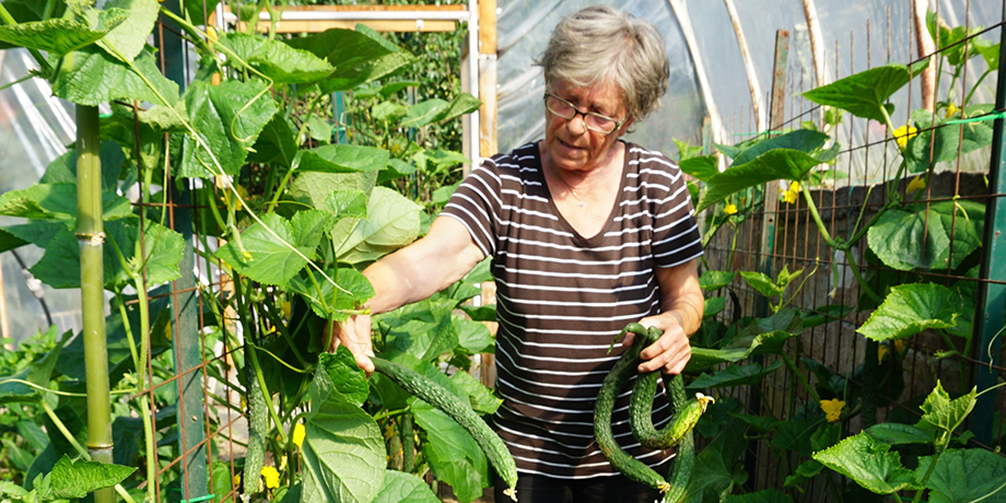 Ernte%20im%20Gem%C3%BCsegarten%20-%20Ungarn