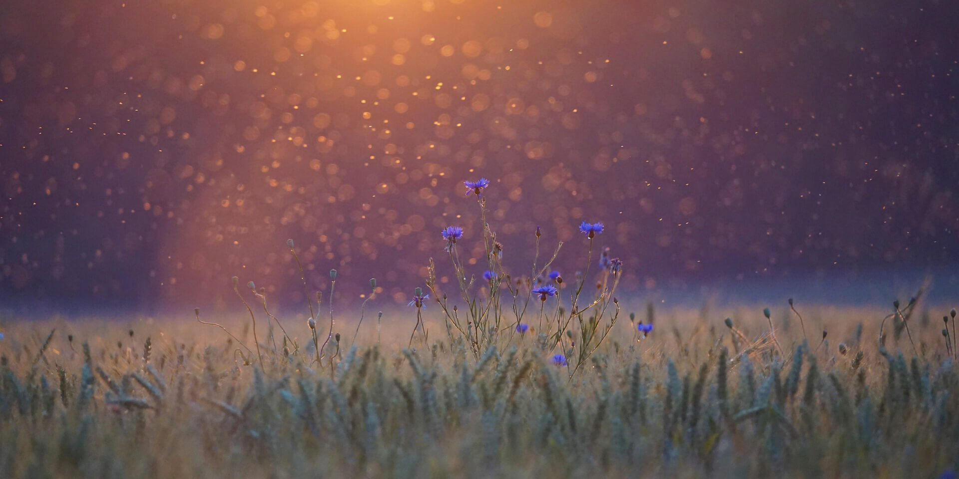 Bildrechte: Pixabay/kranich17 Juni%202023