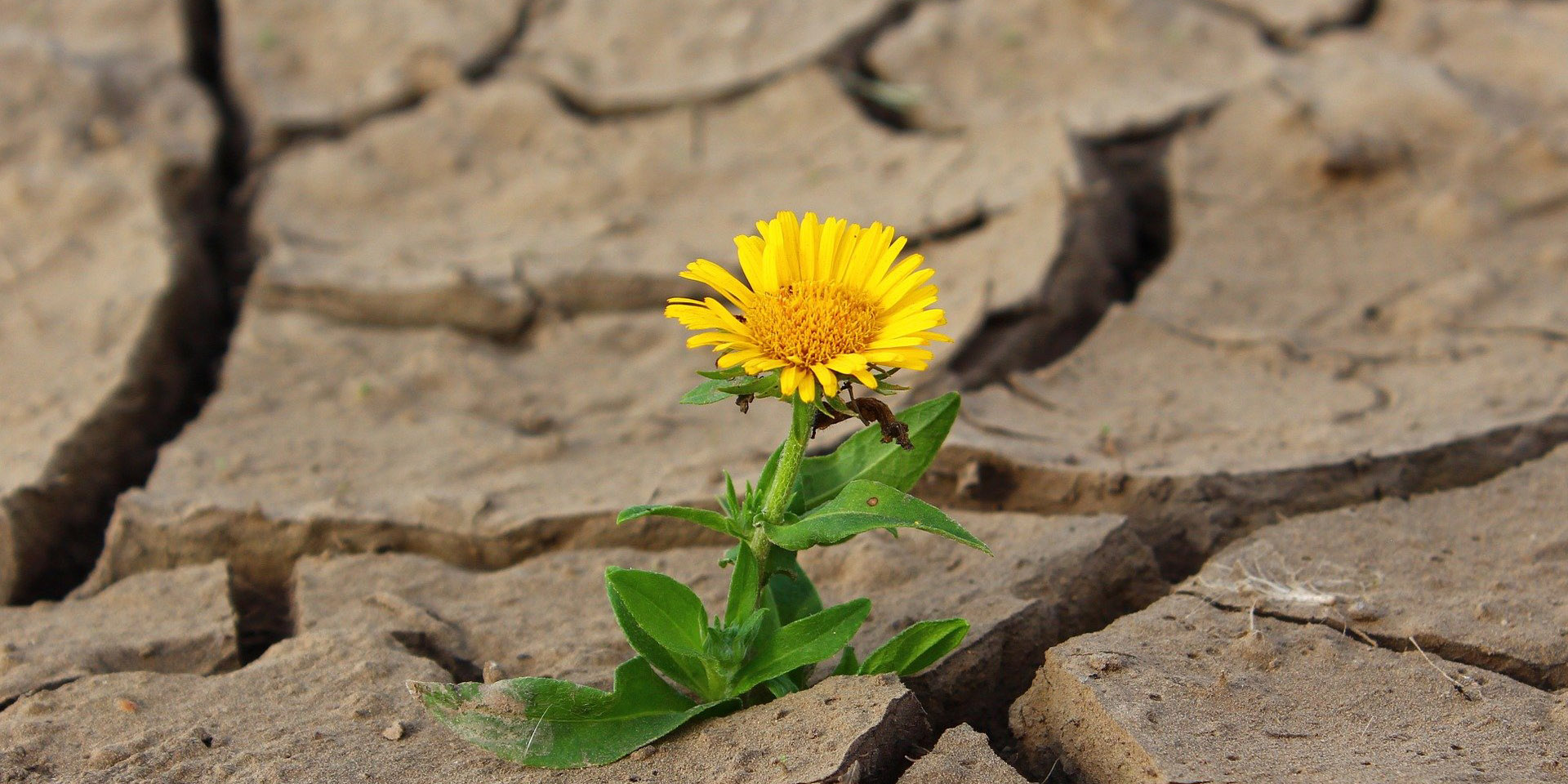 Bildrechte: elkb/mck Die%20W%C3%BCste%20bl%C3%BCht